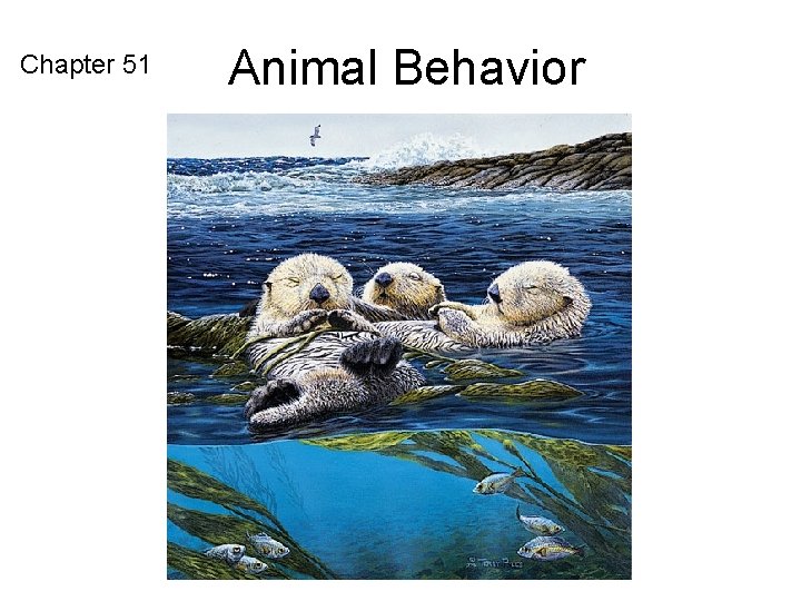 Chapter 51 Animal Behavior 