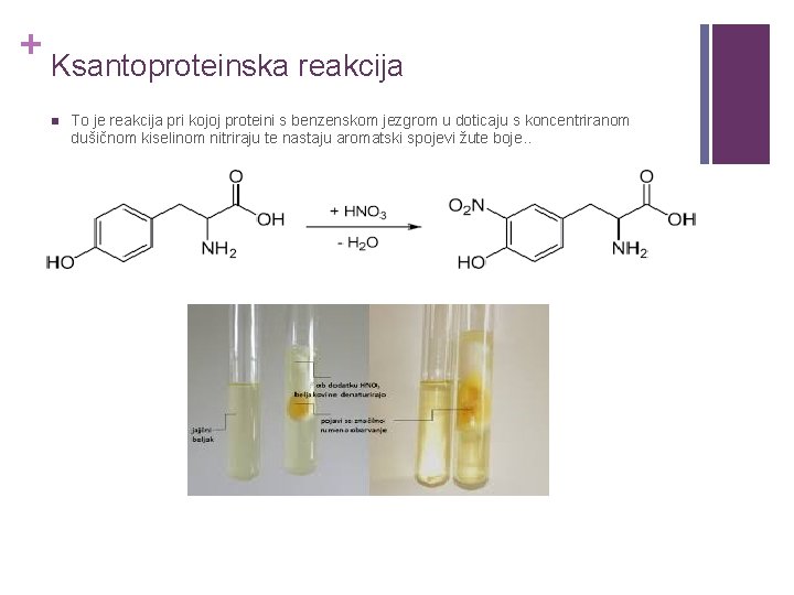 + Ksantoproteinska reakcija n To je reakcija pri kojoj proteini s benzenskom jezgrom u