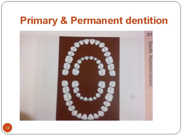 Primary & Permanent dentition 14 Primary & Permanent dentition 14
