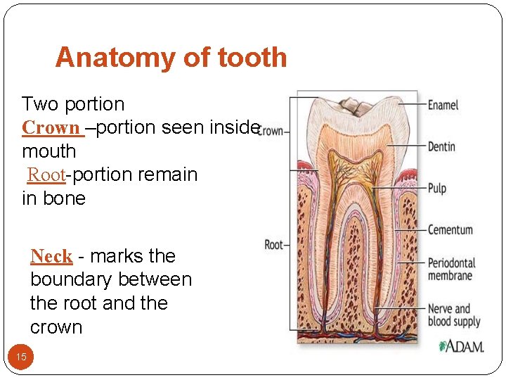 Anatomy of tooth Two portion Crown –portion seen inside mouth Root-portion remain in bone Anatomy of tooth Two portion Crown –portion seen inside mouth Root-portion remain in bone