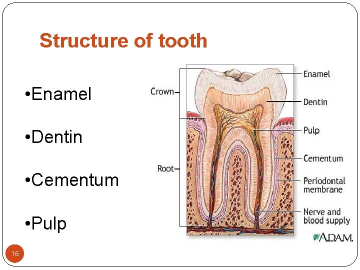 Structure of tooth • Enamel • Dentin • Cementum • Pulp 16 Structure of tooth • Enamel • Dentin • Cementum • Pulp 16