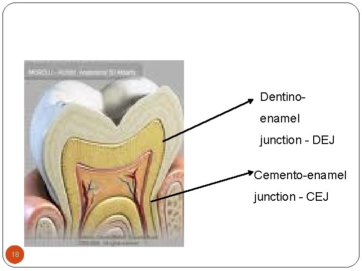 Dentinoenamel junction - DEJ Cemento-enamel junction - CEJ 18 Dentinoenamel junction - DEJ Cemento-enamel junction - CEJ 18
