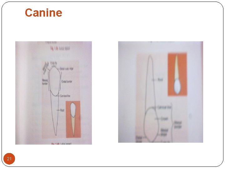 Canine 21 Canine 21