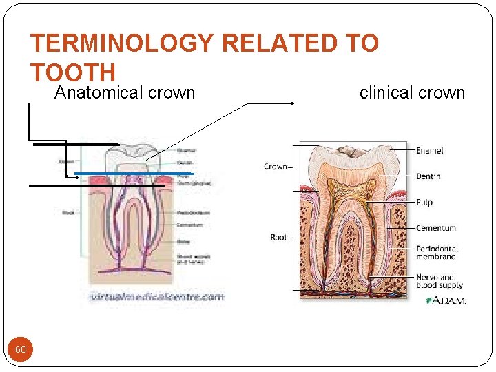 TERMINOLOGY RELATED TO TOOTH Anatomical crown 60 clinical crown TERMINOLOGY RELATED TO TOOTH Anatomical crown 60 clinical crown