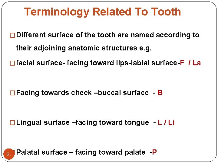 Terminology Related To Tooth � Different surface of the tooth are named according to Terminology Related To Tooth � Different surface of the tooth are named according to