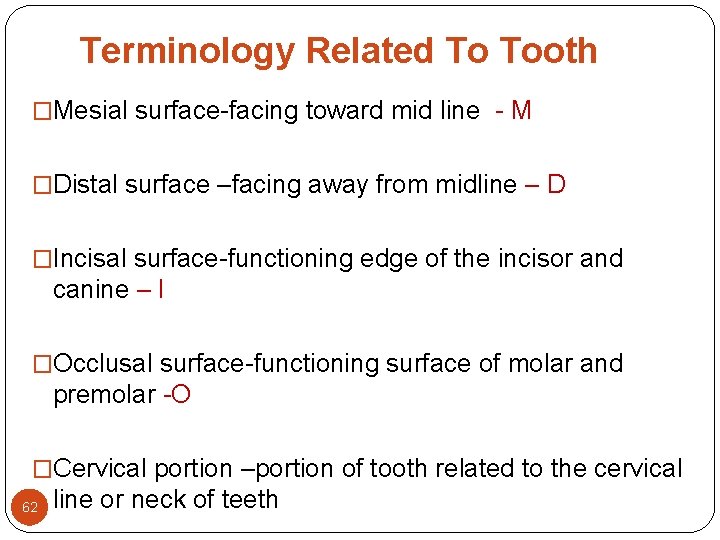 Terminology Related To Tooth �Mesial surface-facing toward mid line - M �Distal surface –facing Terminology Related To Tooth �Mesial surface-facing toward mid line - M �Distal surface –facing