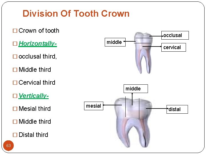 Division Of Tooth Crown � Crown of tooth occlusal middle � Horizontally- cervical � Division Of Tooth Crown � Crown of tooth occlusal middle � Horizontally- cervical �