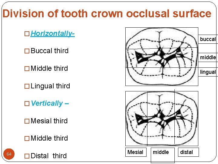 Division of tooth crown occlusal surface � Horizontally- buccal � Buccal third middle � Division of tooth crown occlusal surface � Horizontally- buccal � Buccal third middle �