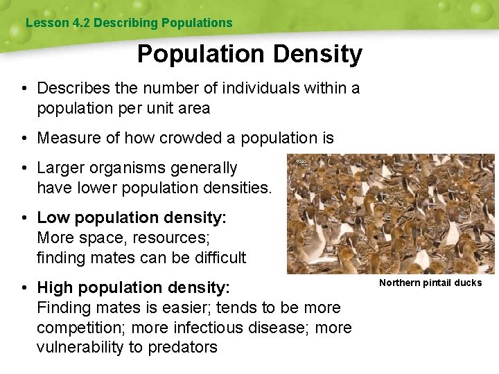 Lesson 4. 2 Describing Populations Population Density • Describes the number of individuals within