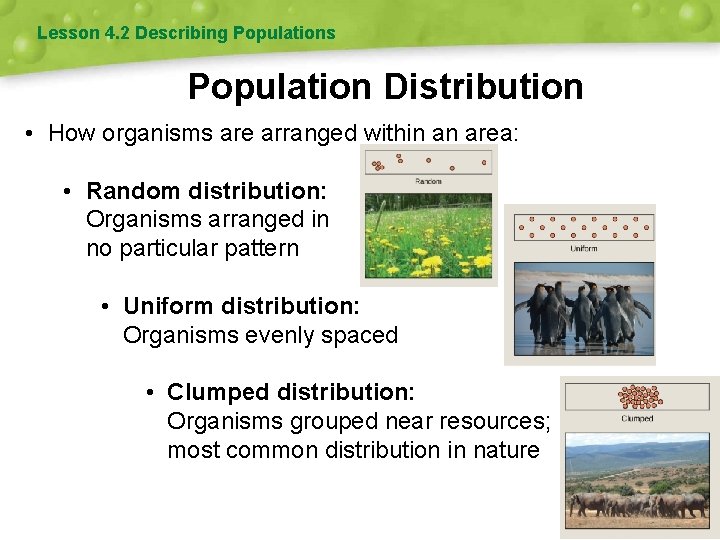 Lesson 4. 2 Describing Populations Population Distribution • How organisms are arranged within an