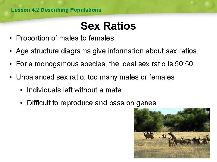 Lesson 4. 2 Describing Populations Sex Ratios • Proportion of males to females •