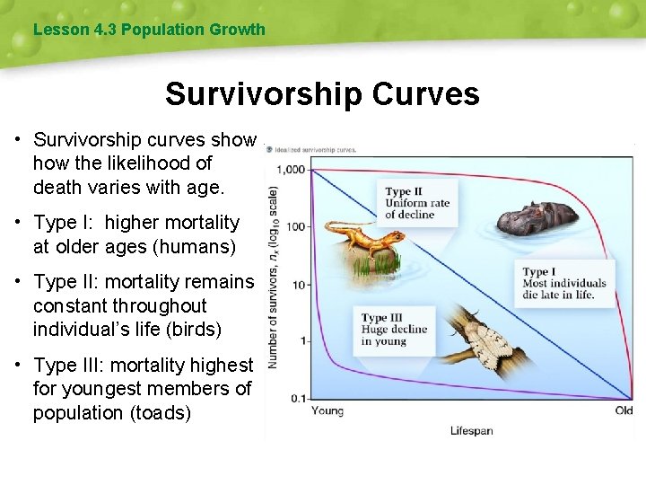 Lesson 4. 3 Population Growth Survivorship Curves • Survivorship curves show the likelihood of