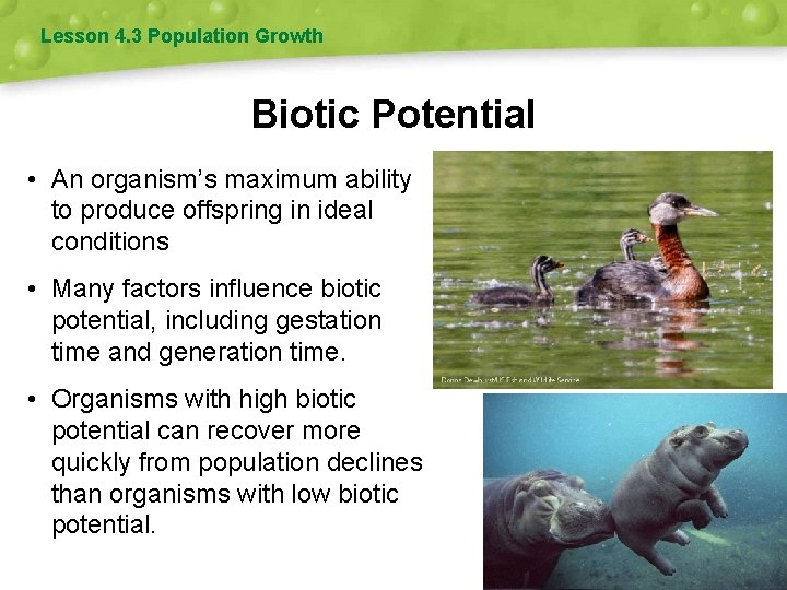 Lesson 4. 3 Population Growth Biotic Potential • An organism’s maximum ability to produce