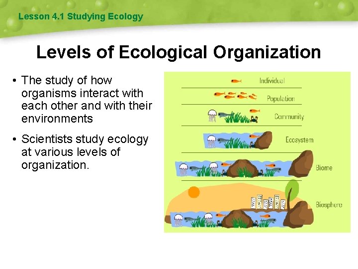 Lesson 4. 1 Studying Ecology Levels of Ecological Organization • The study of how