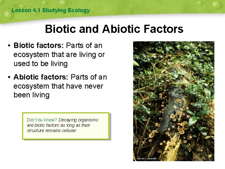 Lesson 4. 1 Studying Ecology Biotic and Abiotic Factors • Biotic factors: Parts of
