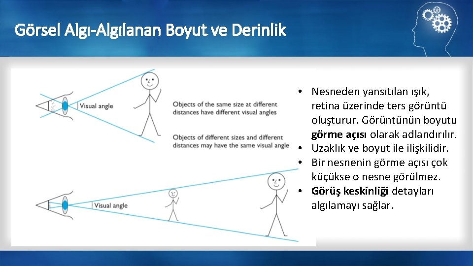 Görsel Algı-Algılanan Boyut ve Derinlik • Nesneden yansıtılan ışık, retina üzerinde ters görüntü oluşturur.