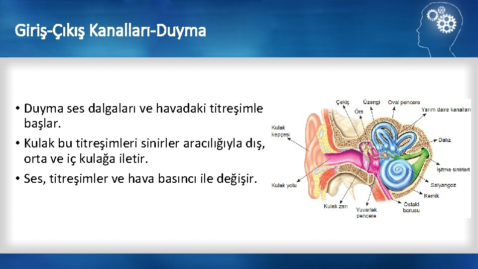 Giriş-Çıkış Kanalları-Duyma • Duyma ses dalgaları ve havadaki titreşimle başlar. • Kulak bu titreşimleri