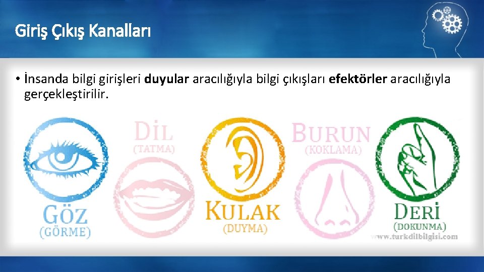 Giriş Çıkış Kanalları • İnsanda bilgi girişleri duyular aracılığıyla bilgi çıkışları efektörler aracılığıyla gerçekleştirilir.