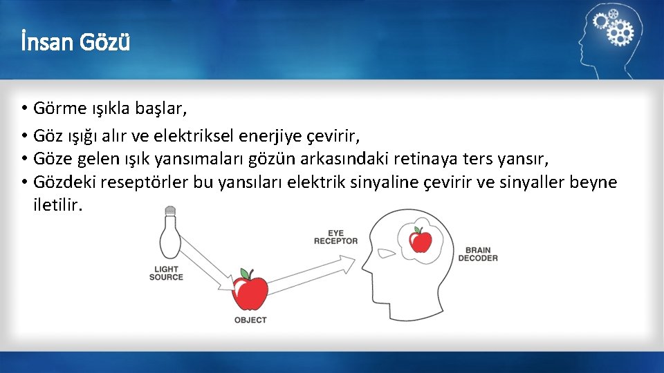 İnsan Gözü • Görme ışıkla başlar, • Göz ışığı alır ve elektriksel enerjiye çevirir,