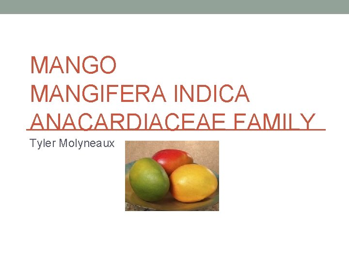 MANGO MANGIFERA INDICA ANACARDIACEAE FAMILY Tyler Molyneaux Geography