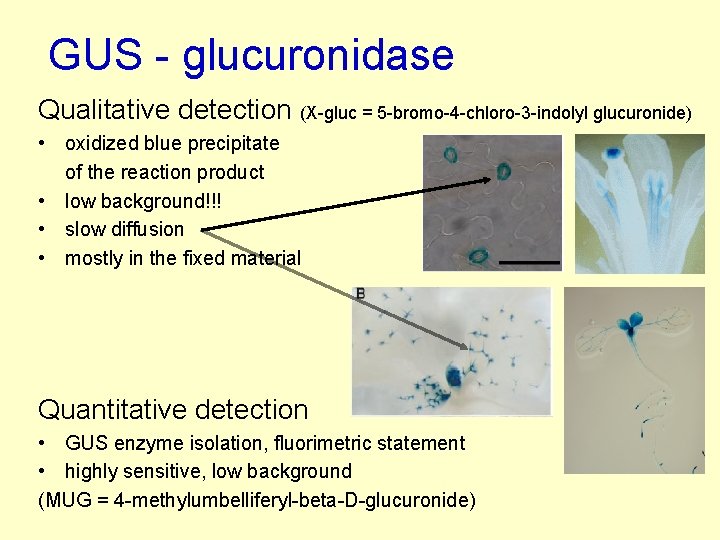 GUS - glucuronidase Qualitative detection (X-gluc = 5 -bromo-4 -chloro-3 -indolyl glucuronide) • oxidized