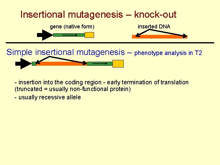 Insertional mutagenesis – knock-out gene (native form) inserted DNA Simple insertional mutagenesis – phenotype