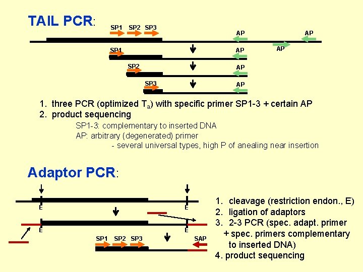 TAIL PCR: SP 1 SP 2 SP 3 AP SP 1 AP SP 2