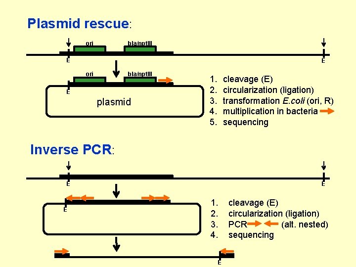 Plasmid rescue: ori bla/npt. III E E ori bla/npt. III E plasmid 1. 2.