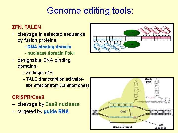 Genome editing tools: ZFN, TALEN • cleavage in selected sequence by fusion proteins: -
