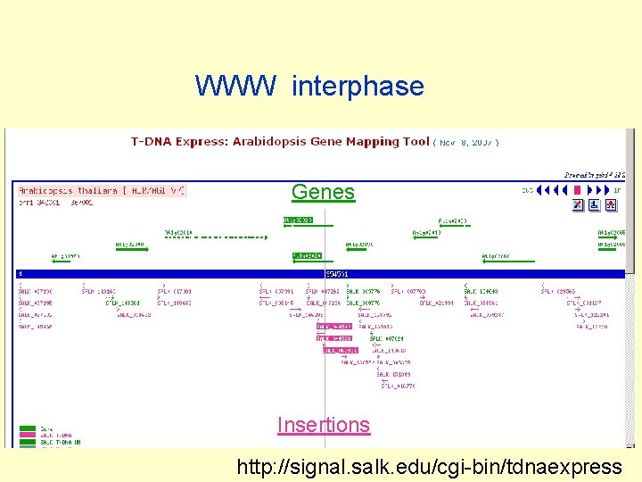 WWW interphase Genes Insertions http: //signal. salk. edu/cgi-bin/tdnaexpress 