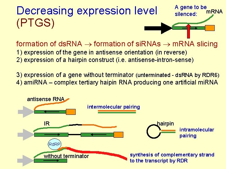 Decreasing expression level (PTGS) A gene to be m. RNA silenced: formation of ds.