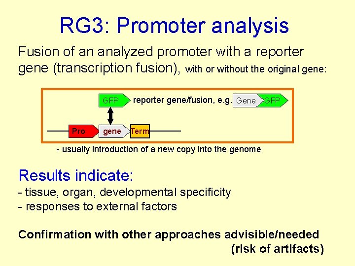 RG 3: Promoter analysis Fusion of an analyzed promoter with a reporter gene (transcription