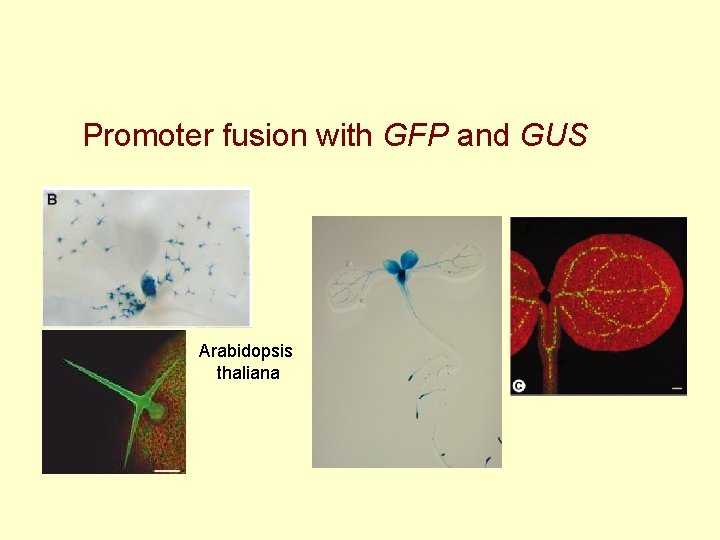 Promoter fusion with GFP and GUS Arabidopsis thaliana 