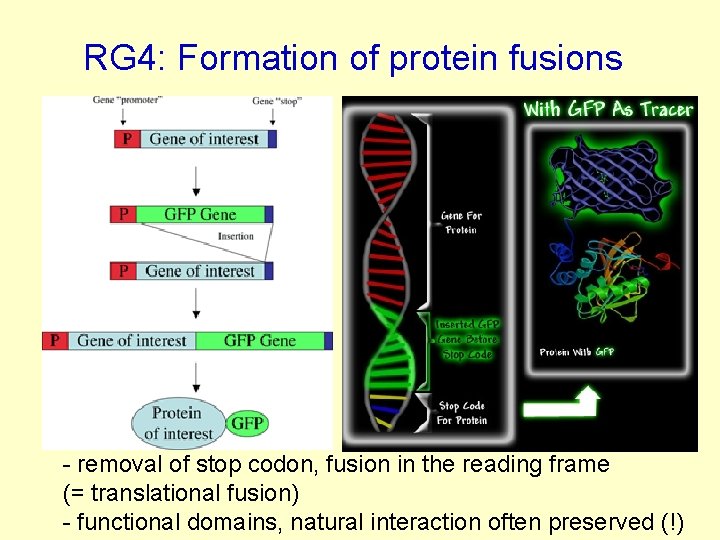 RG 4: Formation of protein fusions - removal of stop codon, fusion in the