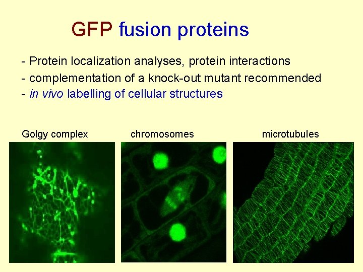GFP fusion proteins - Protein localization analyses, protein interactions - complementation of a knock-out