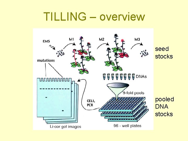 TILLING – overview seed stocks pooled DNA stocks 