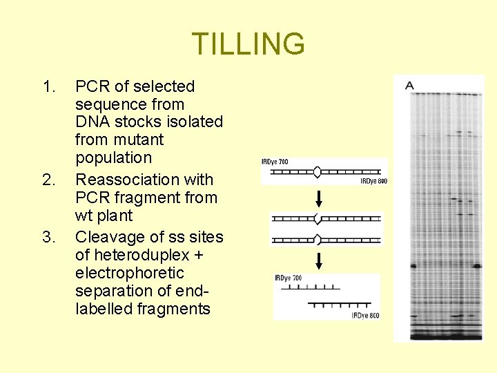 TILLING 1. 2. 3. PCR of selected sequence from DNA stocks isolated from mutant