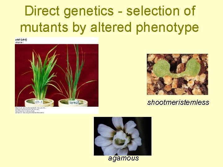 Direct genetics - selection of mutants by altered phenotype shootmeristemless agamous 