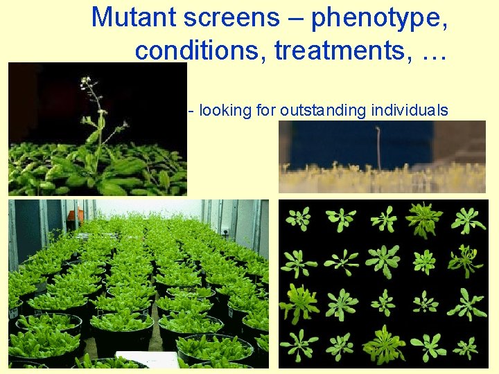 Mutant screens – phenotype, conditions, treatments, … - looking for outstanding individuals 