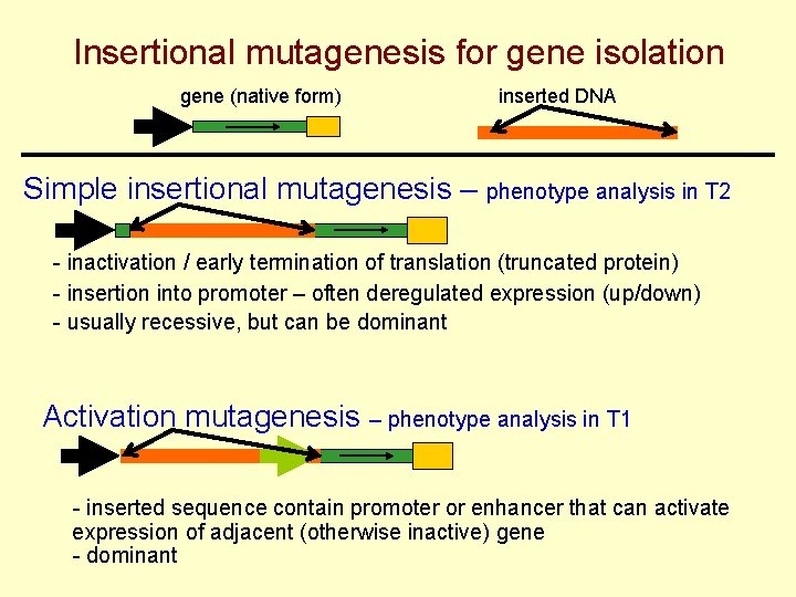 Insertional mutagenesis for gene isolation gene (native form) inserted DNA Simple insertional mutagenesis –
