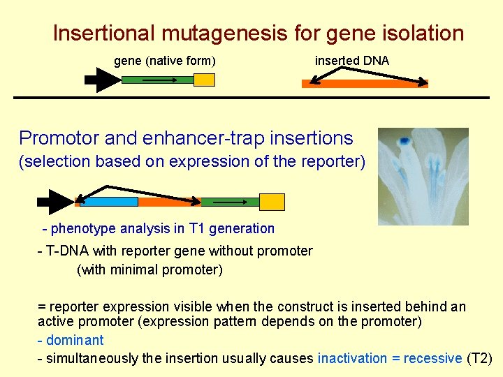 Insertional mutagenesis for gene isolation gene (native form) inserted DNA Promotor and enhancer-trap insertions
