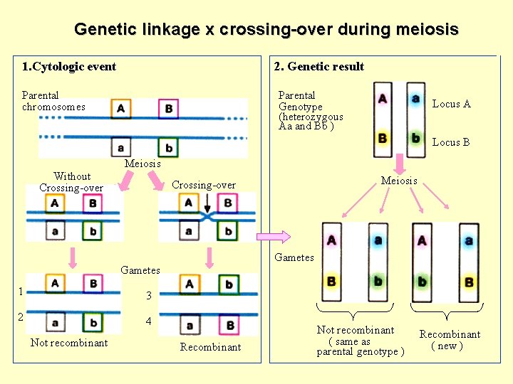 Genetic linkage x crossing-over during meiosis 1. Cytologic event 2. Genetic result Parental chromosomes