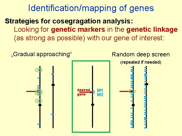 Identification/mapping of genes Strategies for cosegragation analysis: Looking for genetic markers in the genetic