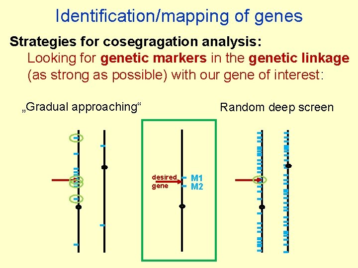 Identification/mapping of genes Strategies for cosegragation analysis: Looking for genetic markers in the genetic
