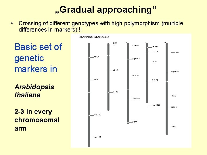 „Gradual approaching“ • Crossing of different genotypes with high polymorphism (multiple differences in markers)!!!