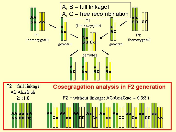 A, B – full linkage! A, C – free recombination AA bb cc F