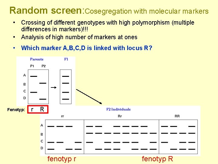 Random screen: Cosegregation with molecular markers • Crossing of different genotypes with high polymorphism