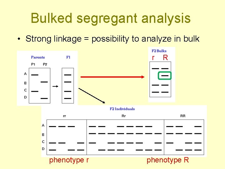 Bulked segregant analysis • Strong linkage = possibility to analyze in bulk r phenotype