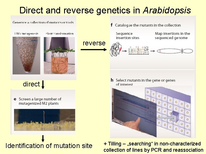 Direct and reverse genetics in Arabidopsis reverse direct Identification of mutation site + Tilling