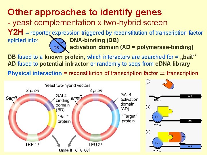 Other approaches to identify genes - yeast complementation x two-hybrid screen Y 2 H